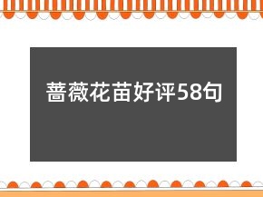 薔薇花苗好評(píng)58句