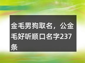 金毛男狗取名，公金毛好聽順口名字237條