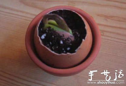 手工DIY蛋殼微盆栽 -  rpnrmr.com