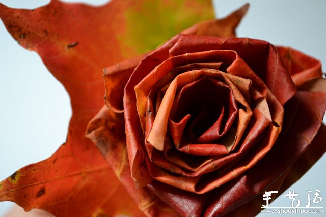 火紅楓葉手工制作的玫瑰 -  rpnrmr.com