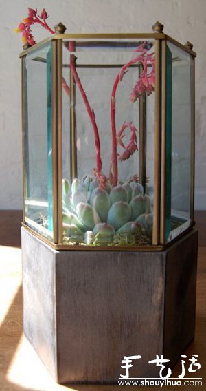 DIY玻璃植物盒 -  rpnrmr.com