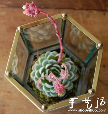 DIY玻璃植物盒 -  rpnrmr.com