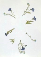 押花手工DIY方法 -  rpnrmr.com