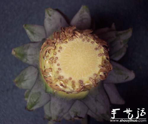 在家種菠蘿圖解教程 -  rpnrmr.com