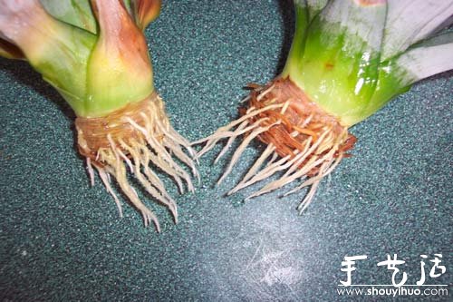 在家種菠蘿圖解教程 -  rpnrmr.com