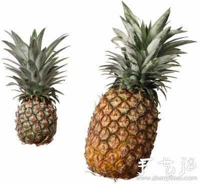 在家種菠蘿圖解教程 -  rpnrmr.com