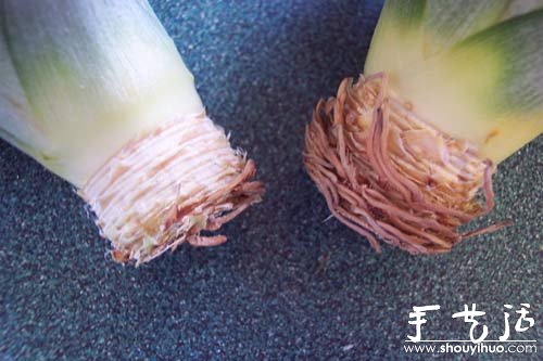 在家種菠蘿圖解教程 -  rpnrmr.com