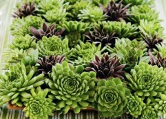 多肉植物DIY裝飾擺設(shè) -  rpnrmr.com