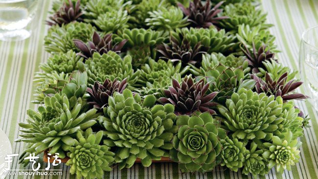 多肉植物DIY裝飾擺設(shè) -  rpnrmr.com