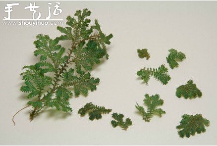 廢棄奶粉罐手工制作盆栽的方法 -  rpnrmr.com