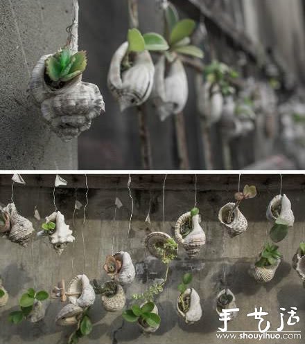 海螺貝殼DIY制作懸掛式裝飾盆栽的方法 -  rpnrmr.com