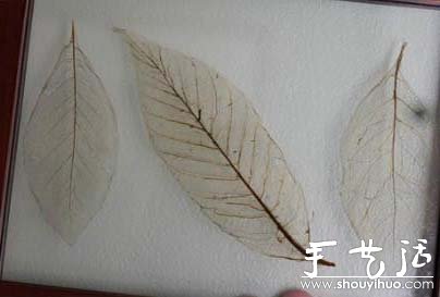 精美葉脈圖手工制作教程 -  rpnrmr.com