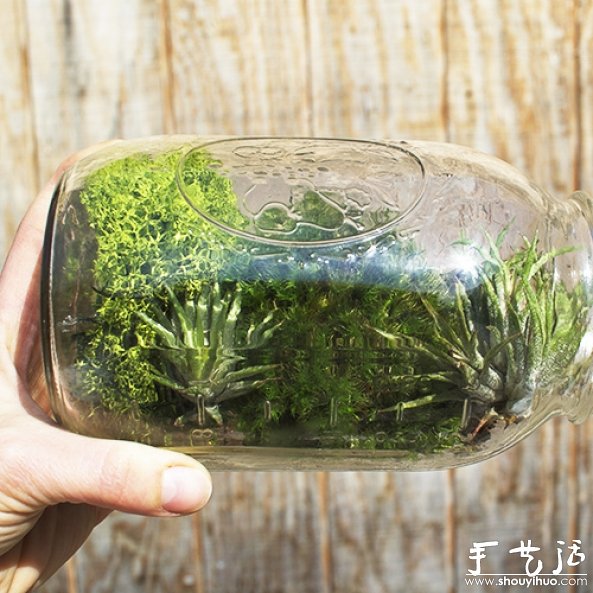 玻璃瓶DIY植物盆景的教程 -  rpnrmr.com