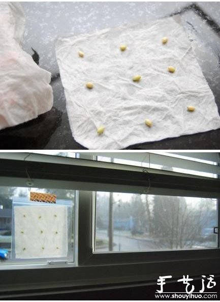 超萌的檸檬盆栽手工DIY -  rpnrmr.com