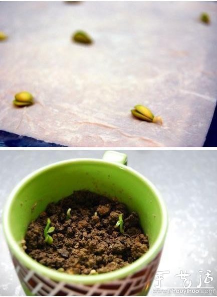 超萌的檸檬盆栽手工DIY -  rpnrmr.com