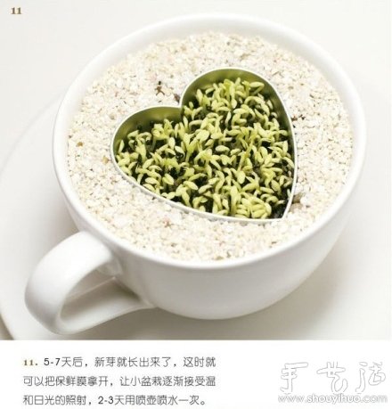 火龍果DIY心形盆栽 -  rpnrmr.com