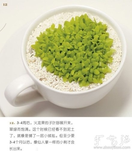 火龍果DIY心形盆栽 -  rpnrmr.com