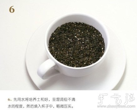 火龍果DIY心形盆栽 -  rpnrmr.com
