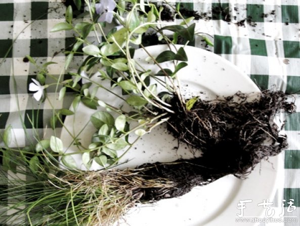 DIY不用花盆的懸掛盆栽 -  rpnrmr.com