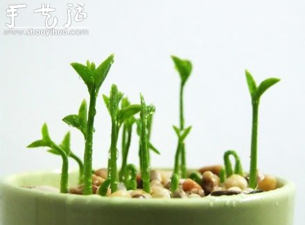 柚子核播種DIY“杯子里的小森林” -  rpnrmr.com
