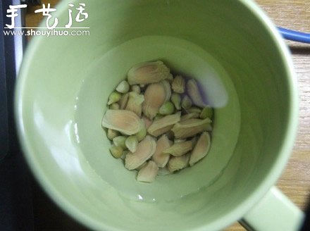 柚子核播種DIY“杯子里的小森林” -  rpnrmr.com
