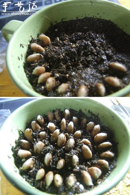 柚子核播種DIY“杯子里的小森林” -  rpnrmr.com