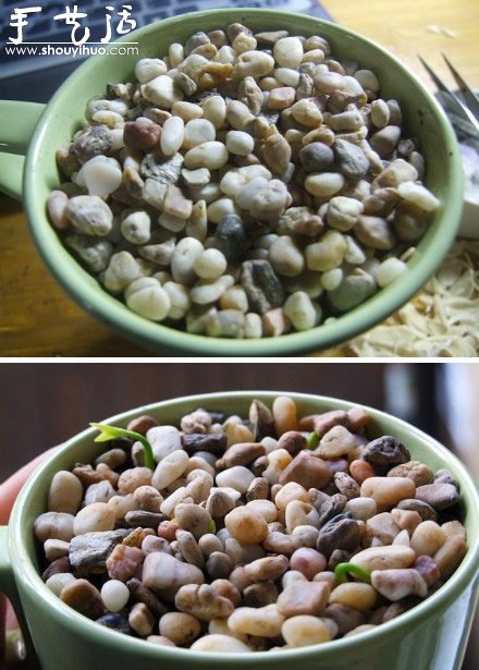 柚子核播種DIY“杯子里的小森林” -  rpnrmr.com