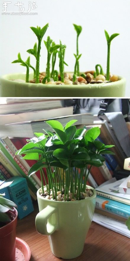 柚子核播種DIY“杯子里的小森林” -  rpnrmr.com