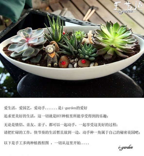 多肉植物手工盆栽DIY -  rpnrmr.com