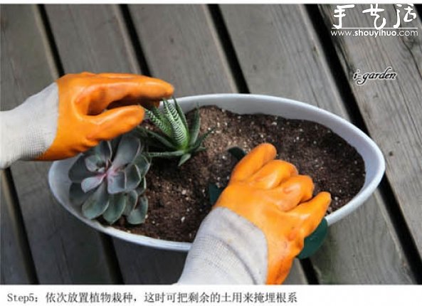 多肉植物手工盆栽DIY -  rpnrmr.com