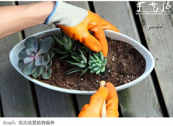 多肉植物手工盆栽DIY -  rpnrmr.com