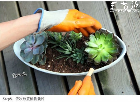 多肉植物手工盆栽DIY -  rpnrmr.com