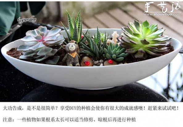 多肉植物手工盆栽DIY -  rpnrmr.com