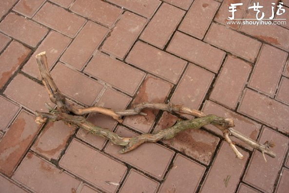葡萄老根DIY多肉植物盆栽的教程 -  rpnrmr.com