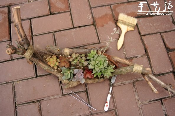 葡萄老根DIY多肉植物盆栽的教程 -  rpnrmr.com