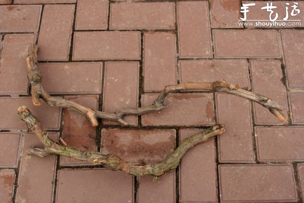 葡萄老根DIY多肉植物盆栽的教程 -  rpnrmr.com