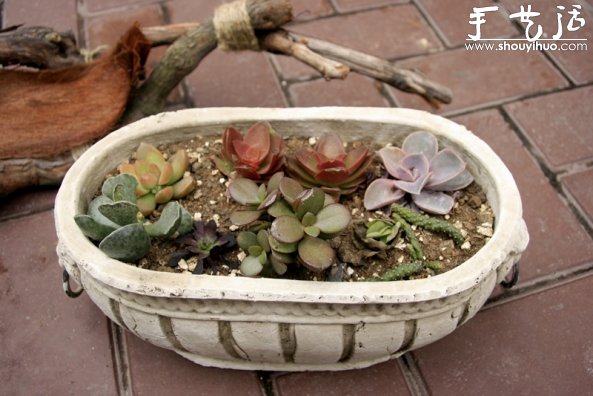 葡萄老根DIY多肉植物盆栽的教程 -  rpnrmr.com