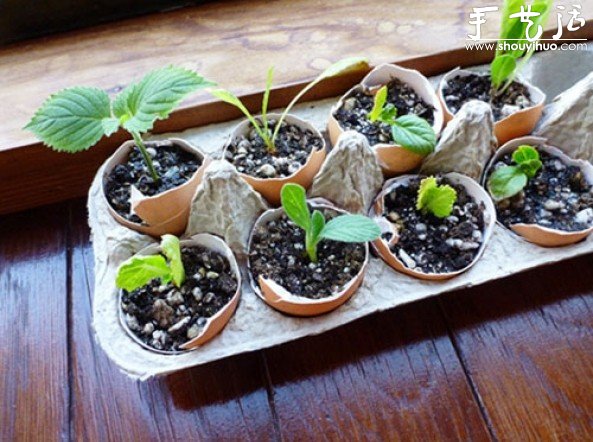 蛋殼DIY小盆栽的培養(yǎng)皿 -  rpnrmr.com