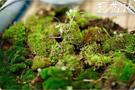 DIY裝飾性玻璃瓶盆栽 -  rpnrmr.com