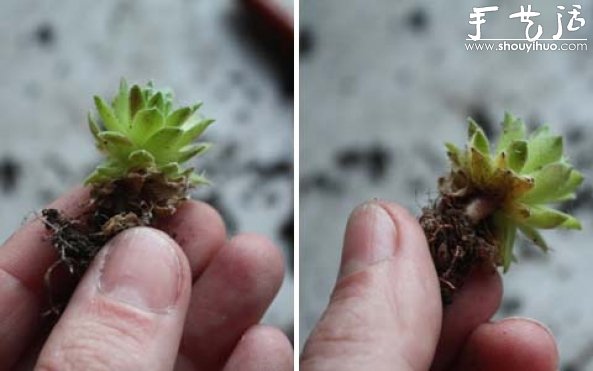手工制作多肉植物畫(huà)框的教程 -  rpnrmr.com