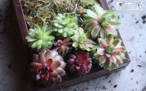 手工制作多肉植物畫(huà)框的教程 -  rpnrmr.com
