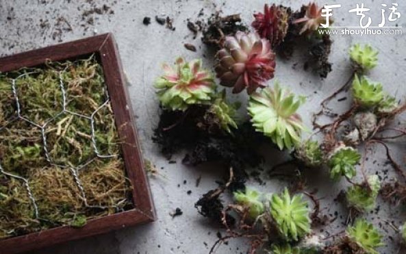 手工制作多肉植物畫(huà)框的教程 -  rpnrmr.com