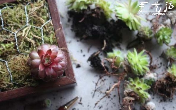 手工制作多肉植物畫(huà)框的教程 -  rpnrmr.com