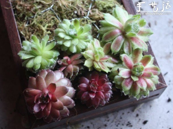 手工制作多肉植物畫(huà)框的教程 -  rpnrmr.com