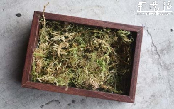 手工制作多肉植物畫(huà)框的教程 -  rpnrmr.com