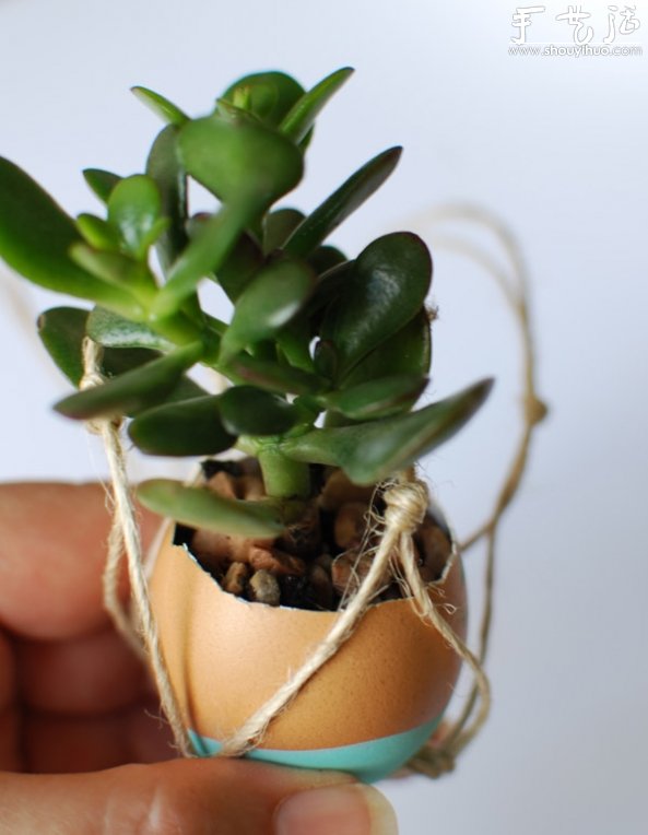 蛋殼廢物利用DIY迷你盆栽的教程 -  rpnrmr.com