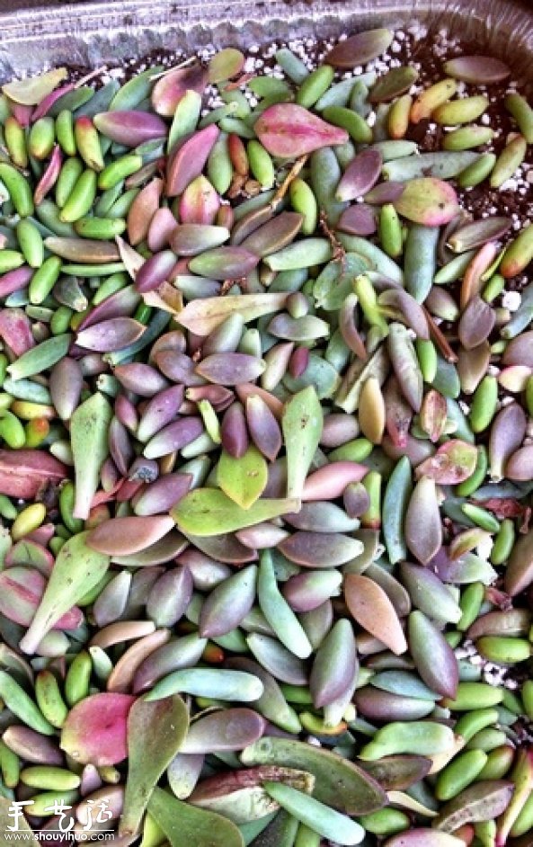 DIY多種多肉植物混搭的盆栽 -  rpnrmr.com