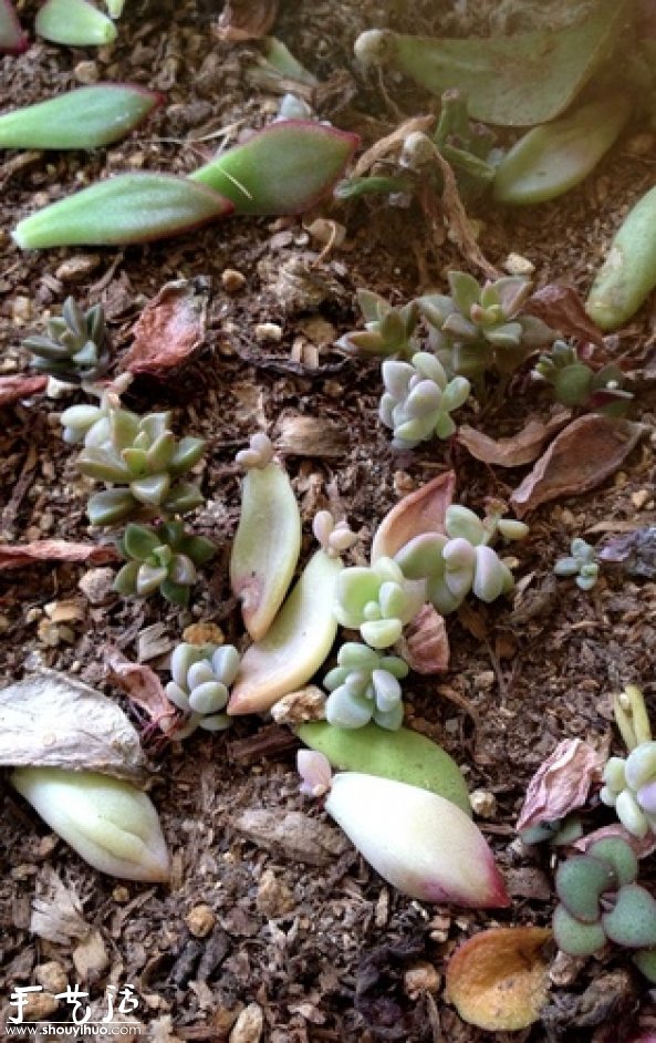 DIY多種多肉植物混搭的盆栽 -  rpnrmr.com