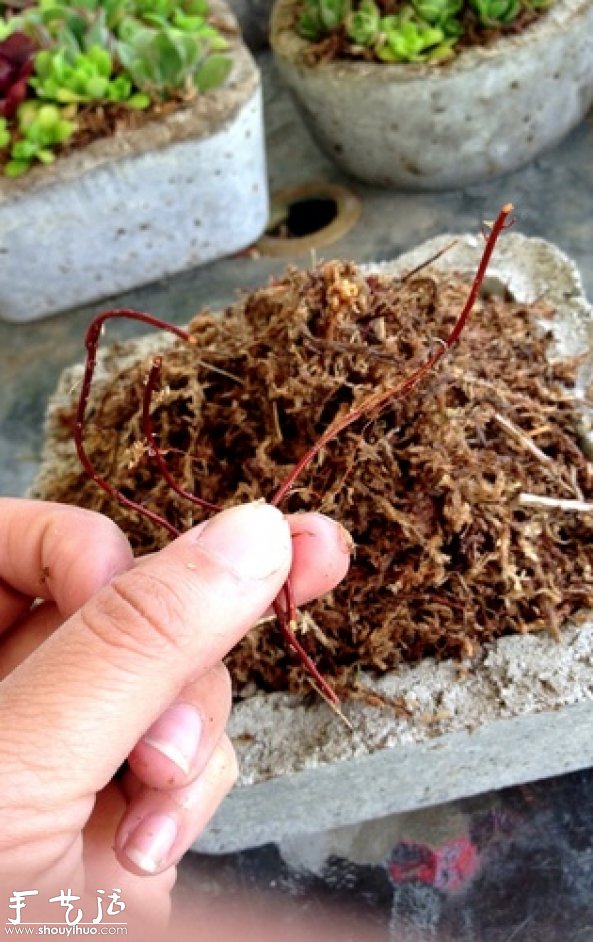DIY多種多肉植物混搭的盆栽 -  rpnrmr.com