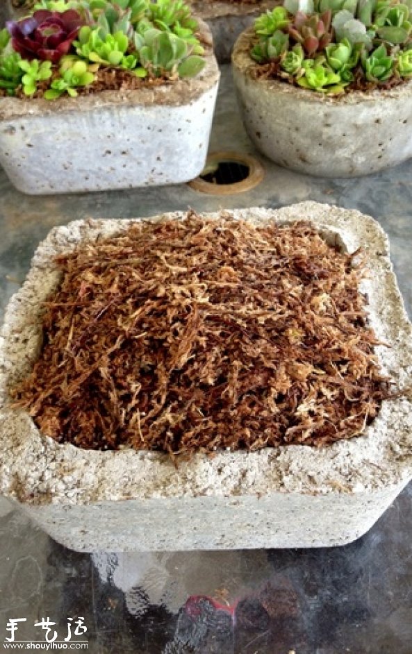 DIY多種多肉植物混搭的盆栽 -  rpnrmr.com